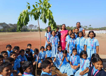 Tree Plantation